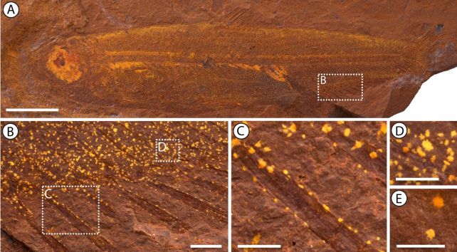 Amazing 15-Million-Year-Old Fish Fossil Found in The Australian Desert, Stomach Contents And All