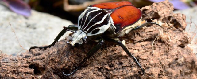 goliath beetle on a log