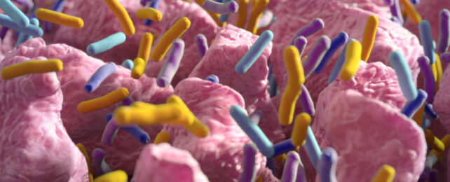 gut bacteria illustration