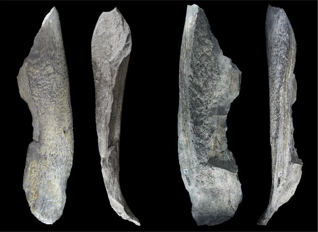 These Are Human Made Bone Tools Dating Back 1.5 Million Years