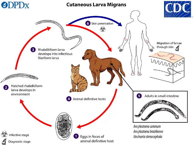 hookworm life cycle