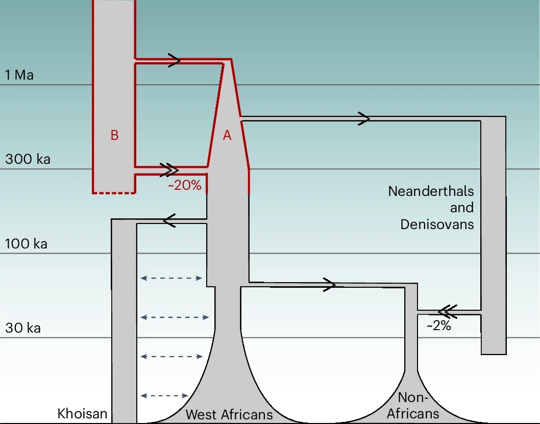 a diagram shows splits and introgressions throughout human history.