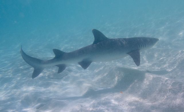 A Revised Model of The Megalodon Reveals a Longer, Sleeker Giant Shark