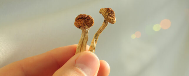 Psilocybin Put Rat Brains 'Back Together' After Mild Head Trauma