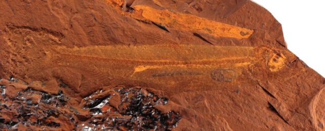 Amazing 15-Million-Year-Old Fish Fossil Found in The Australian Desert