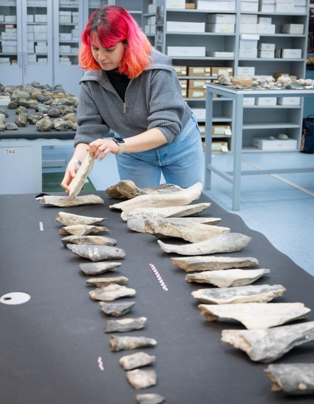 These Are Human Made Bone Tools Dating Back 1.5 Million Years