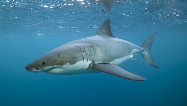 A Revised Model of The Megalodon Reveals a Longer, Sleeker Giant Shark