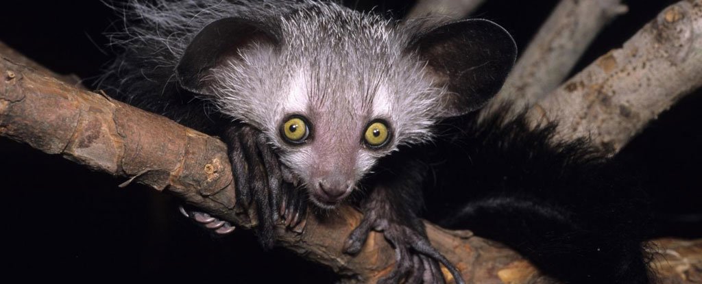 Scientists Find Even Lemurs And Slow Lorises Like Their Alcohol as ...