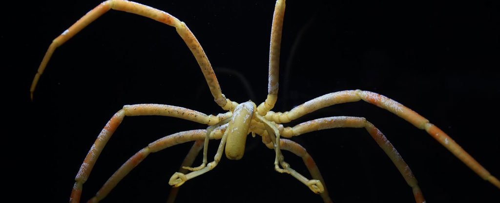 Sea Spiders Stay Alive by Pumping Their Guts, Not Their Heart, to ...