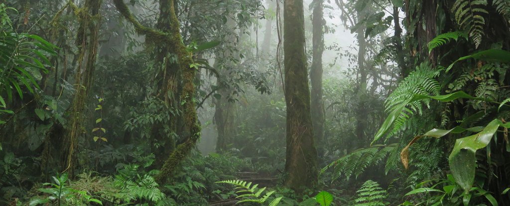 More Than One Fifth of The World's Plant Species Are Now Threatened ...