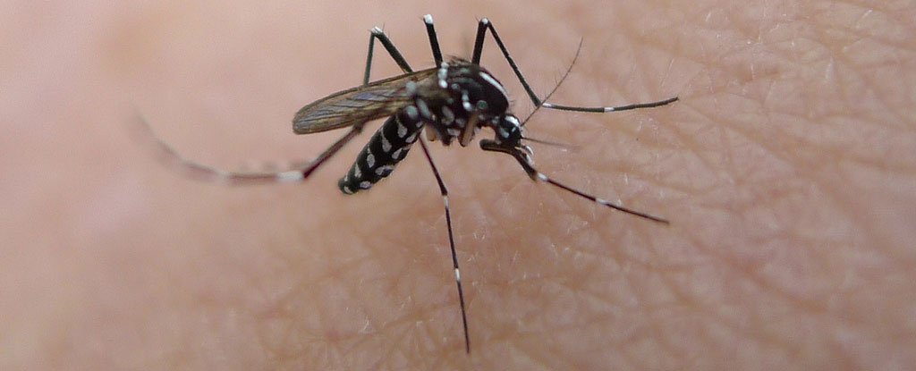 Diagnosis of Untreatable Zika Virus in Houston Is a Cause For Concern ...