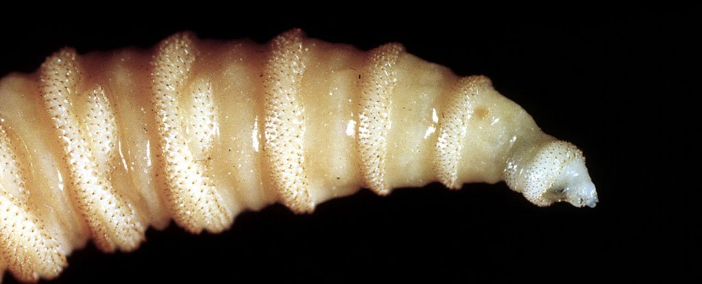 This Deadly Flesh-Eating Parasite Is Invading The US For The First Time in  Decades : ScienceAlert