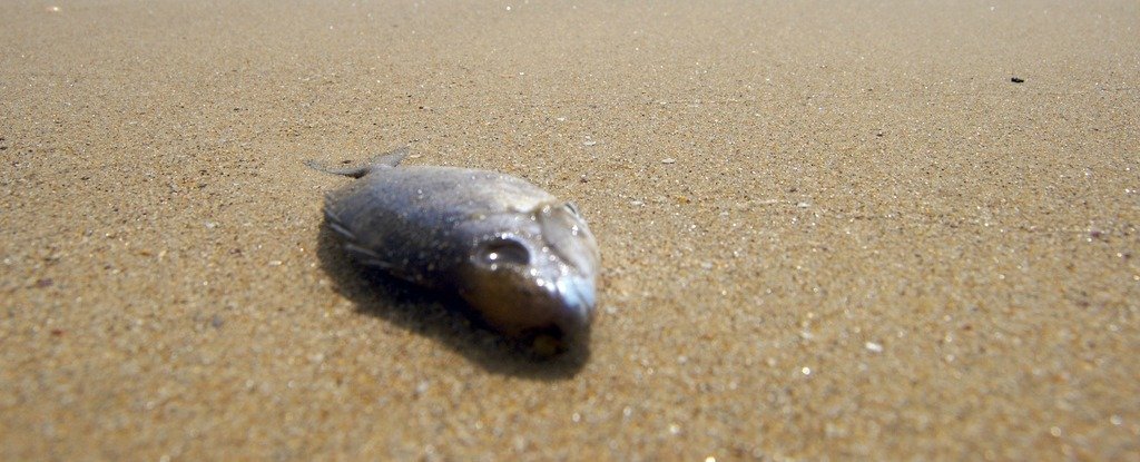 El Niño Is Causing Tonnes of Dead Sea Creatures to Wash Up in Chile ...