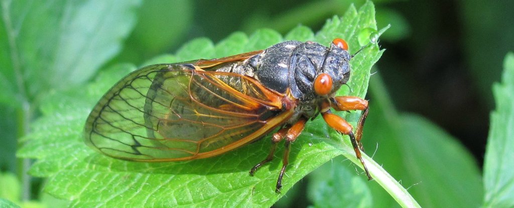Billions Of Cicadas Are About To Erupt From The Ground And Have Sex In