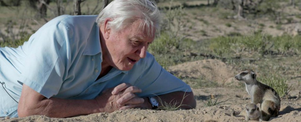 More Young People Are Watching David Attenborough Than The ...