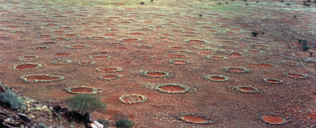 What Causes Namibia's Fairy Circles? Probably Not Termites, Smart News