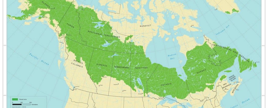 Canada S Forests Might Be More Resilient To Global Warming Than We   ForestMapHeader 1024 