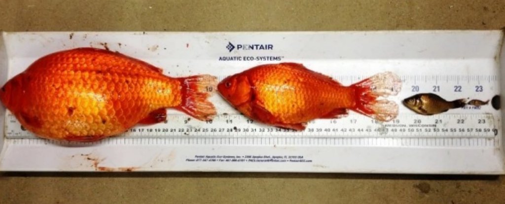  Pet Goldfish Dumped Into Lakes Are Growing Into Football 