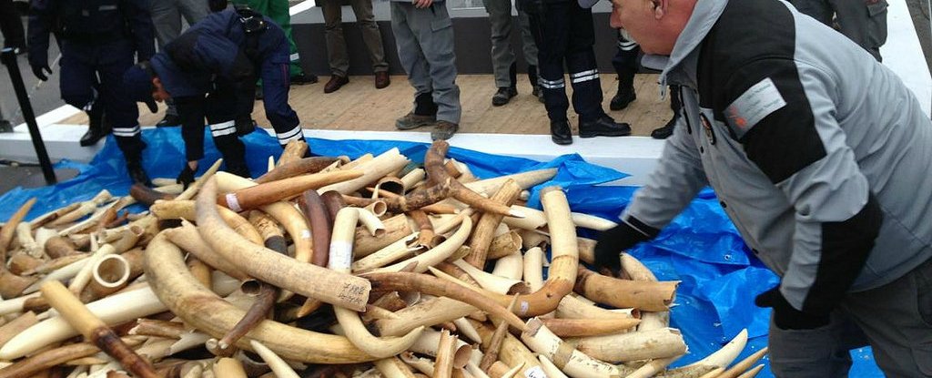 China Just Announced It Will Ban All Ivory Trade By The End Of 2017   Ivoryban Web 1024 