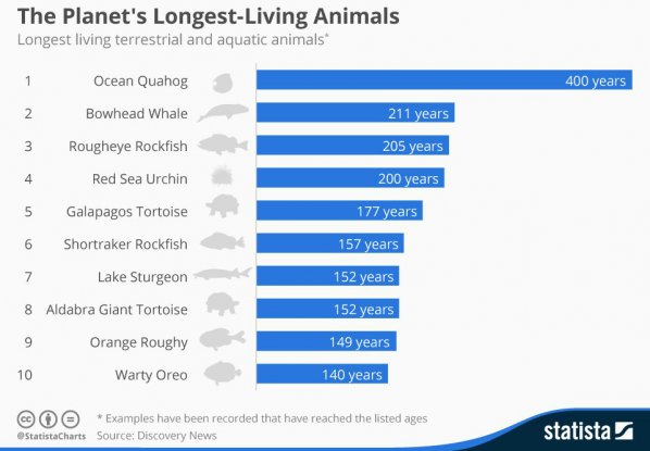 Amazing Chart Shows The Planet's Longest-Living Animals : ScienceAlert