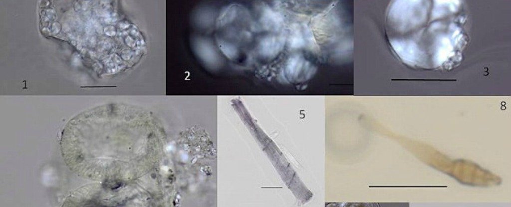 Our ancestors. Древнейшие microfossils. Microfossils.