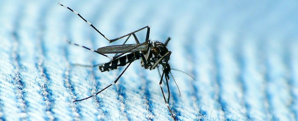 First Case Of Sexually Transmitted Zika Has Been Reported In The Us Sciencealert