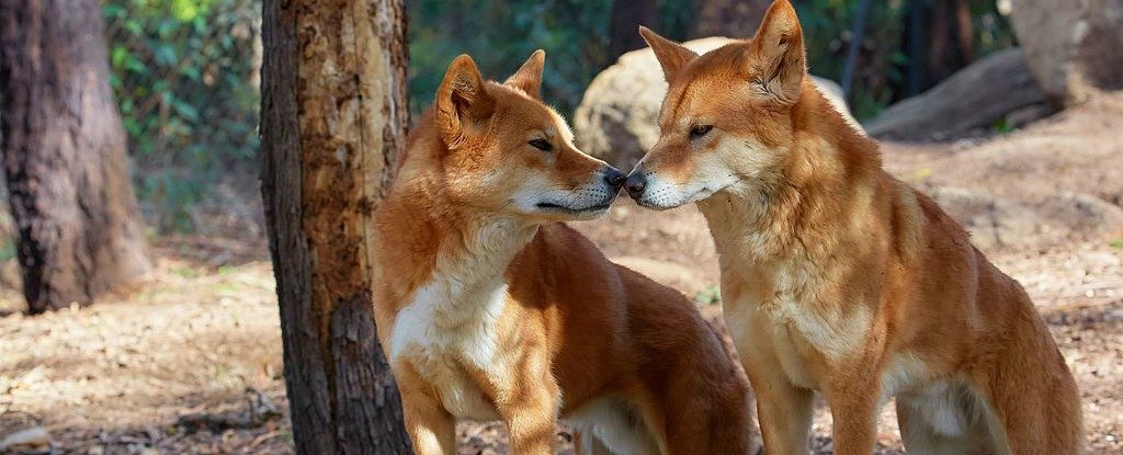The Culling of Australia's Dingoes Having Strange Effect on Life