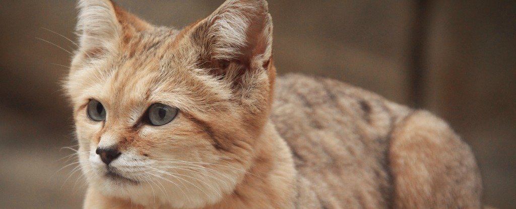 One of The World s Rarest Cats Was Just Spotted For The 