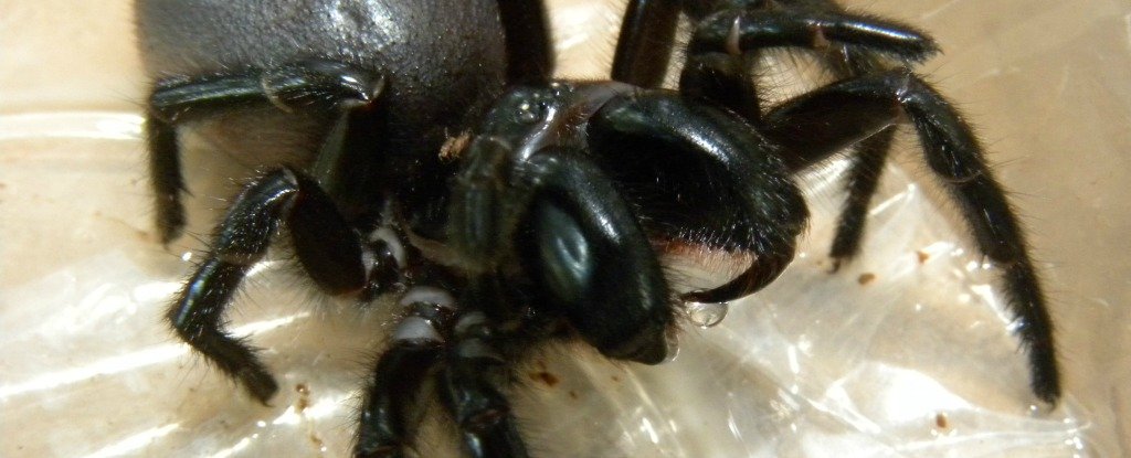 This Australian Zoo Is Urging The Public To Catch Deadly Spiders For ...