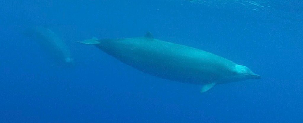 This Is The First Underwater Footage of One of The Rarest Whales on ...