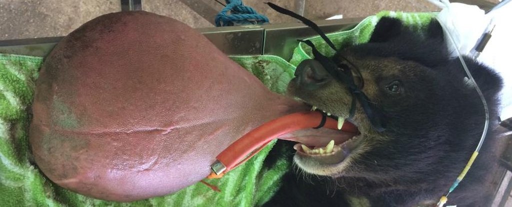 This Poor Bear's Tongue Got So Big, Vets Had to Surgically Remove It