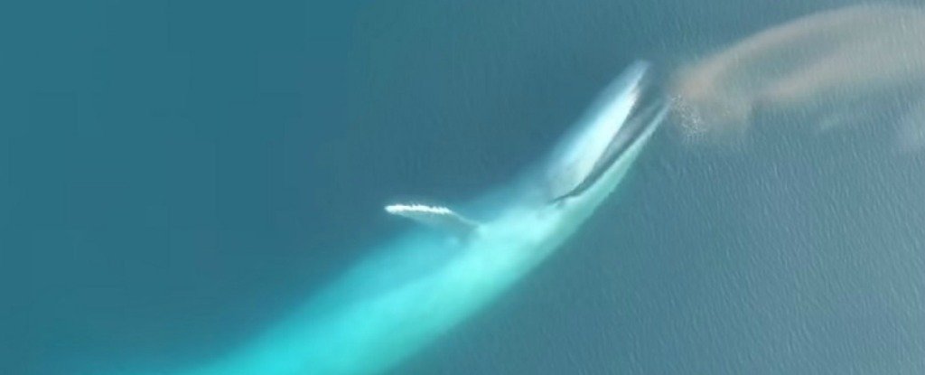 WATCH: The Tactics Massive Blue Whales Use to Catch Krill : ScienceAlert