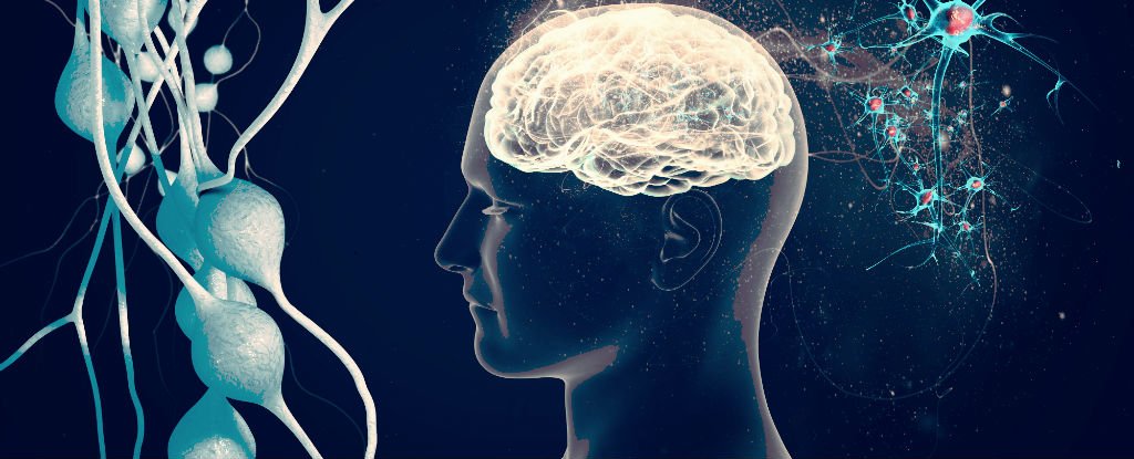 Neuroscientist Says He's Solved The Mystery of Why Our Brains Use So