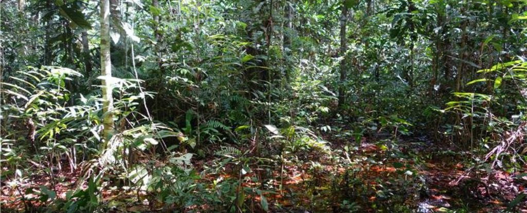 An Uncomfortably Large Carbon Deposit Has Been Discovered in The Congo ...