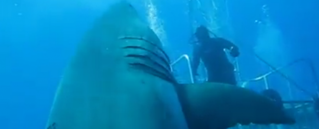 size of deep blue shark