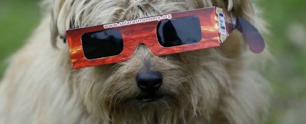 Will the upcoming solar eclipse drive animals to totally weird ...