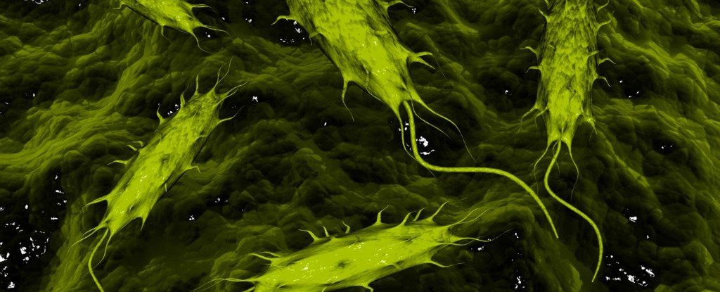 Parasites Inside Your Body Could Actually Be Protecting You : ScienceAlert