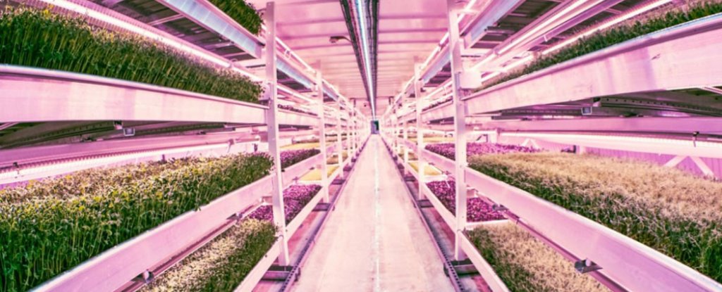 World's First Underground Urban Farm Opens For Business in London ...