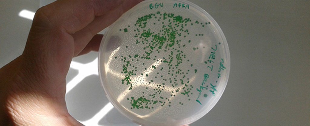 Bacterial Cells Are Actually The World's Smallest 'Eyeballs