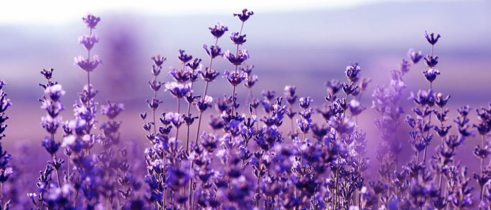 Lavender Aroma Promotes Trust Between Strangers : ScienceAlert