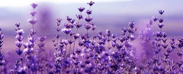 Lavender Aroma Promotes Trust Between Strangers : ScienceAlert