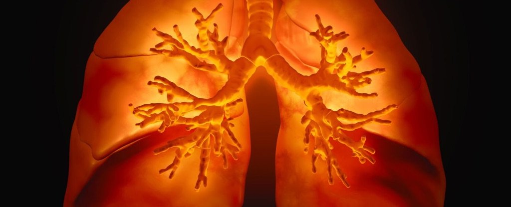 Bioengineered Lungs With Intact Blood Vessels Just Came One Step Closer