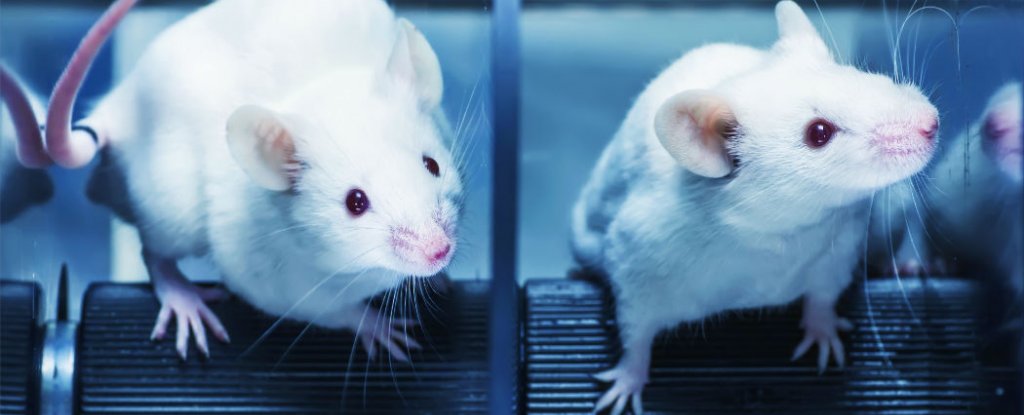 male-and-female-mice-process-pain-differently-study-finds-sciencealert