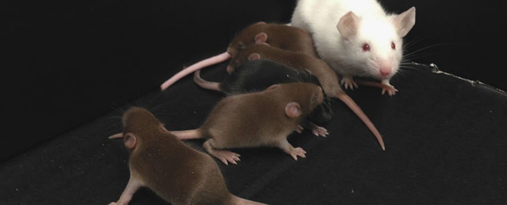 Scientists Have Bred Male Mice With No Y Chromosomes And They