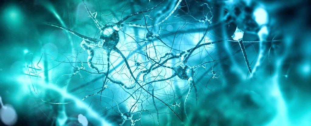 Scientists Discover How The Brain Helps The Body Fight Bacteria ...