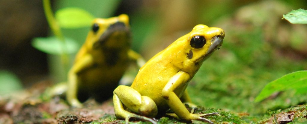 How Deadly Are Poison Dart Frogs?