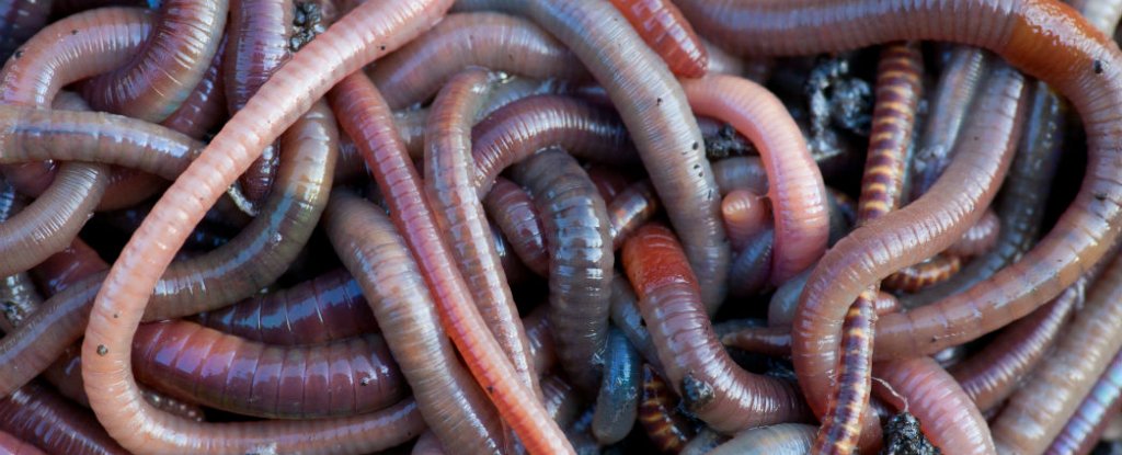 are dead earthworms bad for dogs