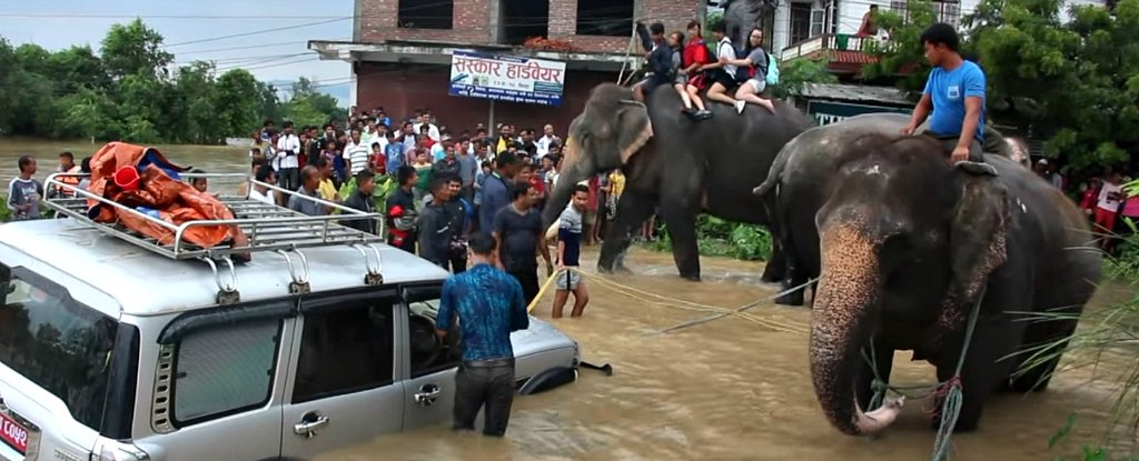 Brave Rescue Elephants Are Helping Save Lives In Severely Flooded Nepal ...