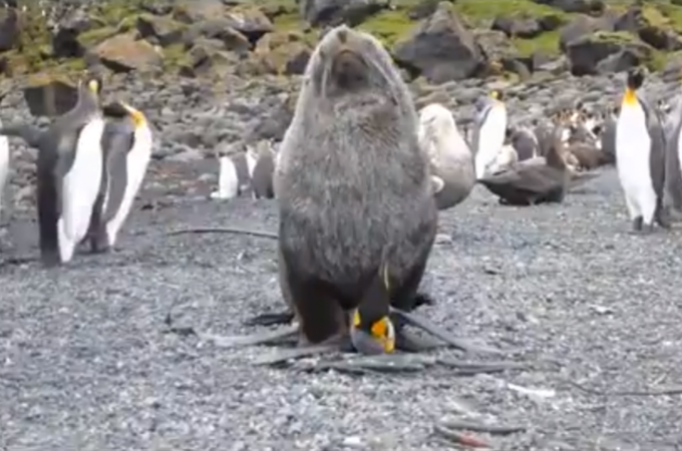 WATCH: Fur Seals Caught Having Sex With Penguins : ScienceAlert