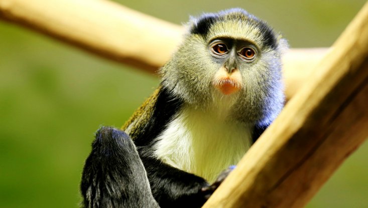 primate language experiments